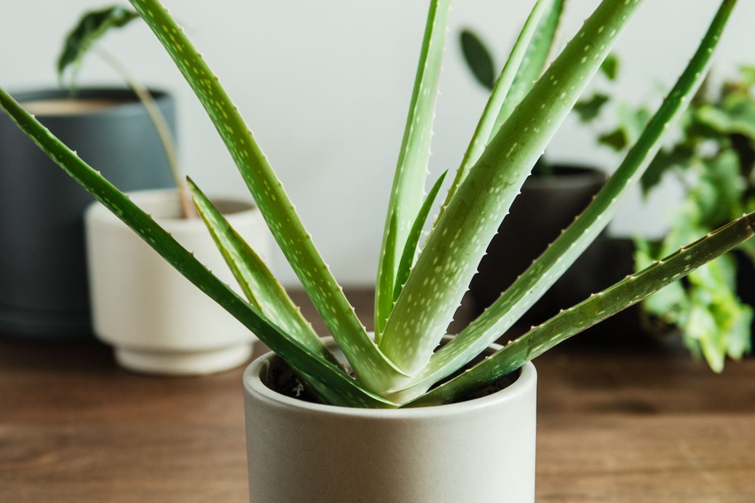 How to Grow Aloe Vera At Home: Easy Care and Growing Tips